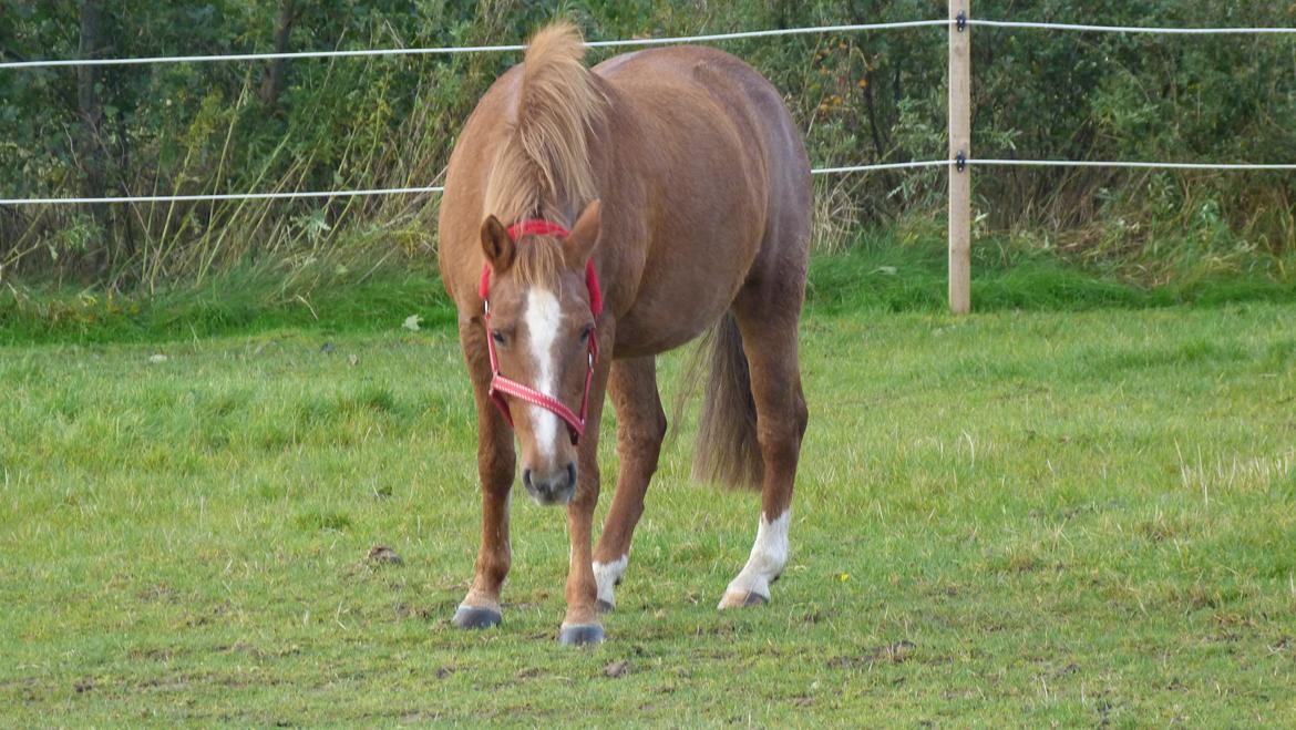 Anden særlig race Holmens Molly<3  *solgt :'S* - molly kan ikke beskrives med tusinde citater men kun et Jeg elskede dig!<3 billede 14