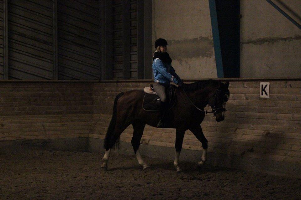 Hollandsk Varmblod Nim Con Calma billede 28