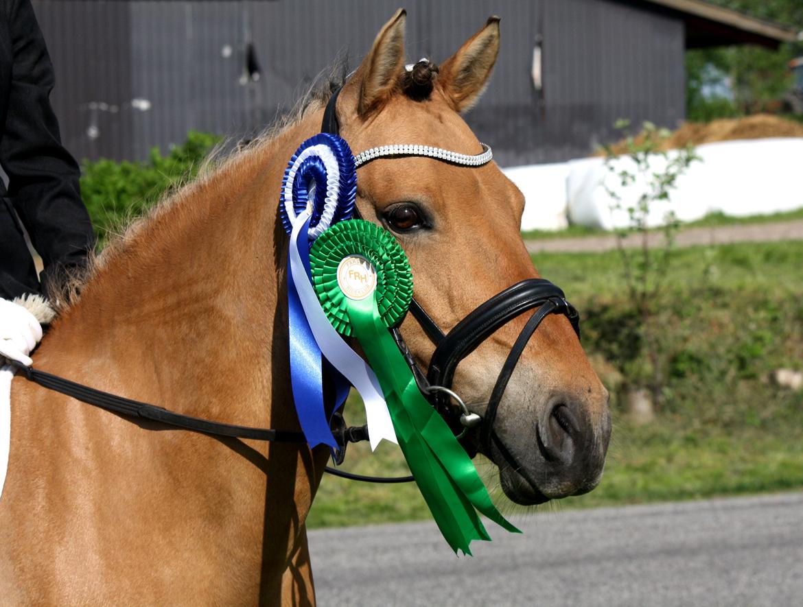 Anden særlig race Lady<3 - 2. plads til knap 71 % og 4. plads til 70 % <3 billede 15