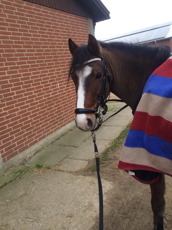 New Forest Montana's Right On Time Today - 1) billede 1