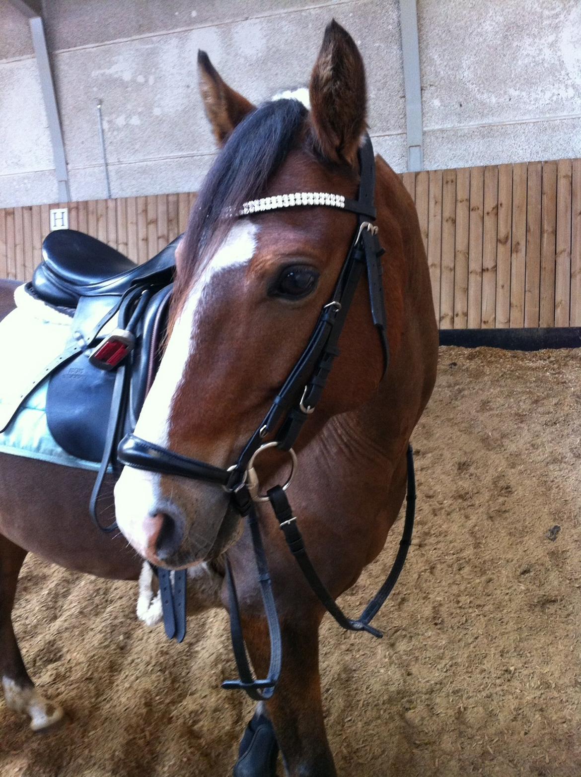 New Forest Montana's Right On Time Today - 4) billede 4