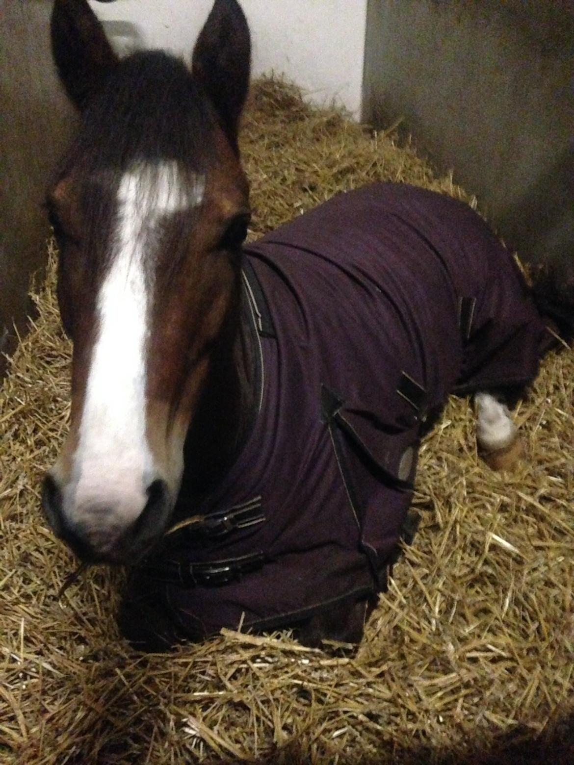 New Forest Montana's Right On Time Today - 7) billede 6