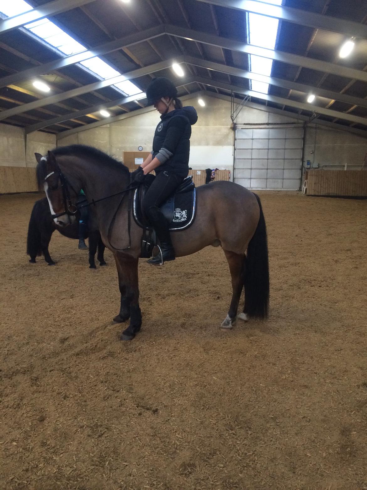 New Forest Montana's Right On Time Today - 3) billede 3