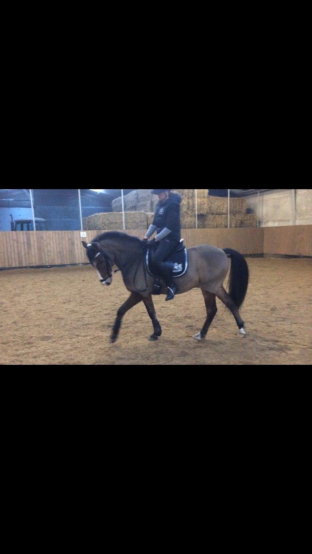 New Forest Montana's Right On Time Today - 6) billede 5