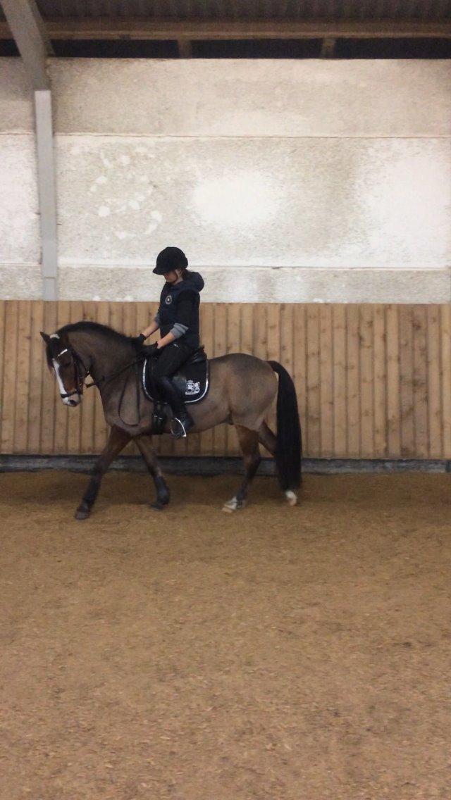 New Forest Montana's Right On Time Today - 2) billede 2