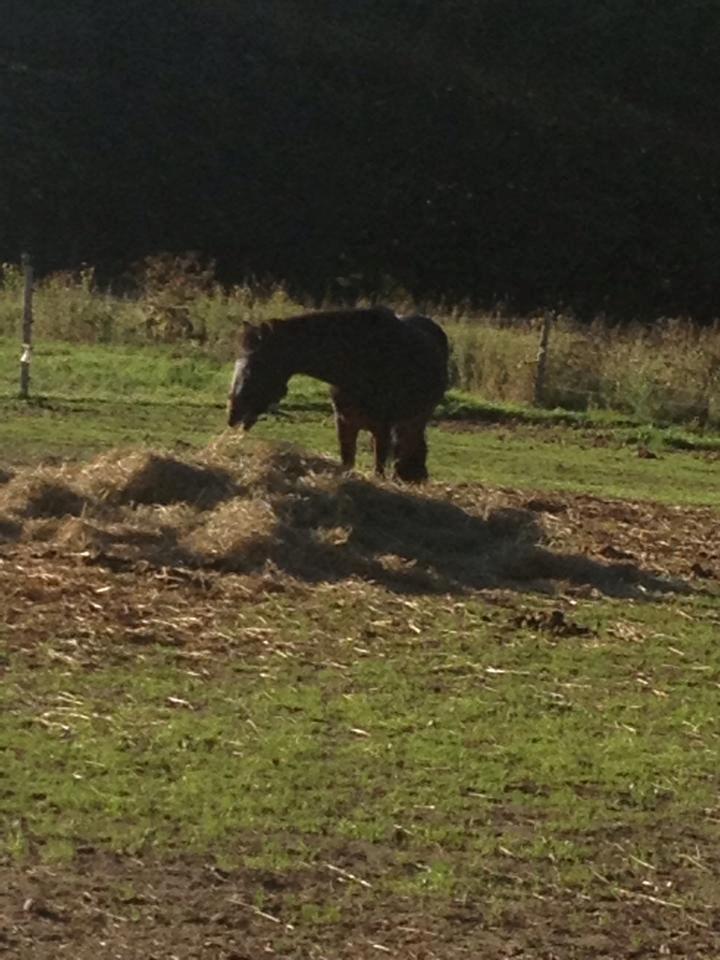 Anden særlig race Hollywood (Holly) - Holly på fold sommer 2013 billede 18