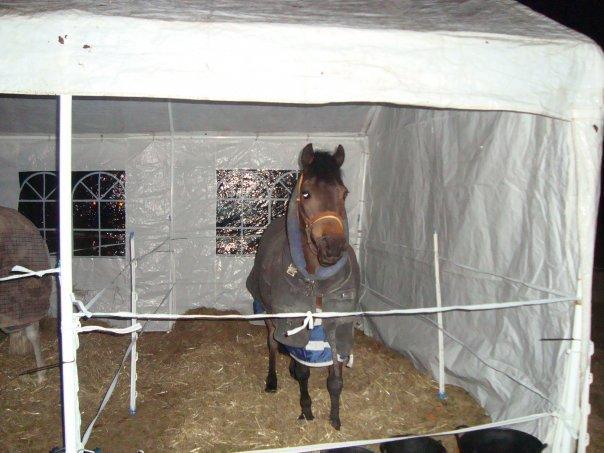 Norsk Sportspony Take A Chance billede 20