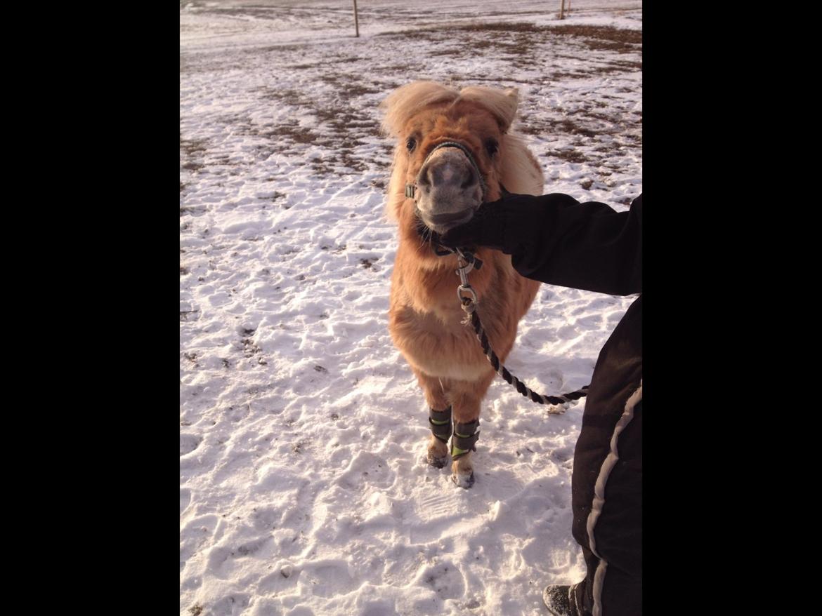 Shetlænder Bøgeskovs Walentino billede 18