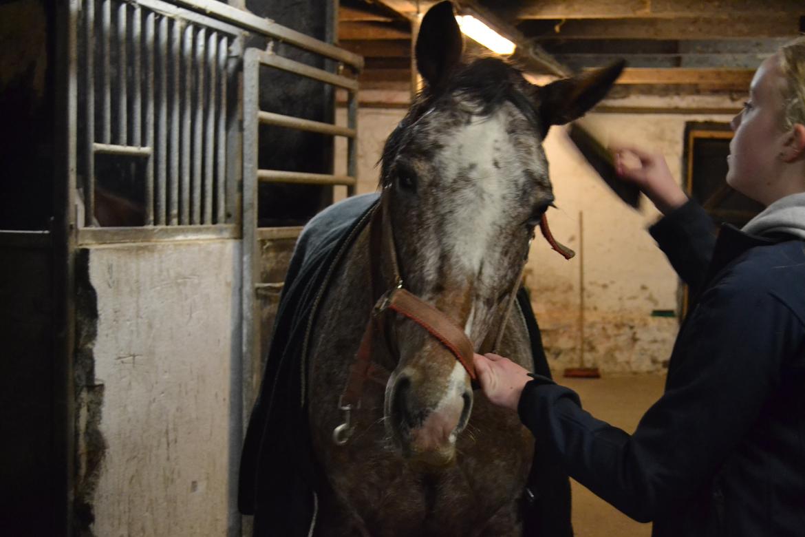 Knabstrupper Nørremarkens Maláco billede 8