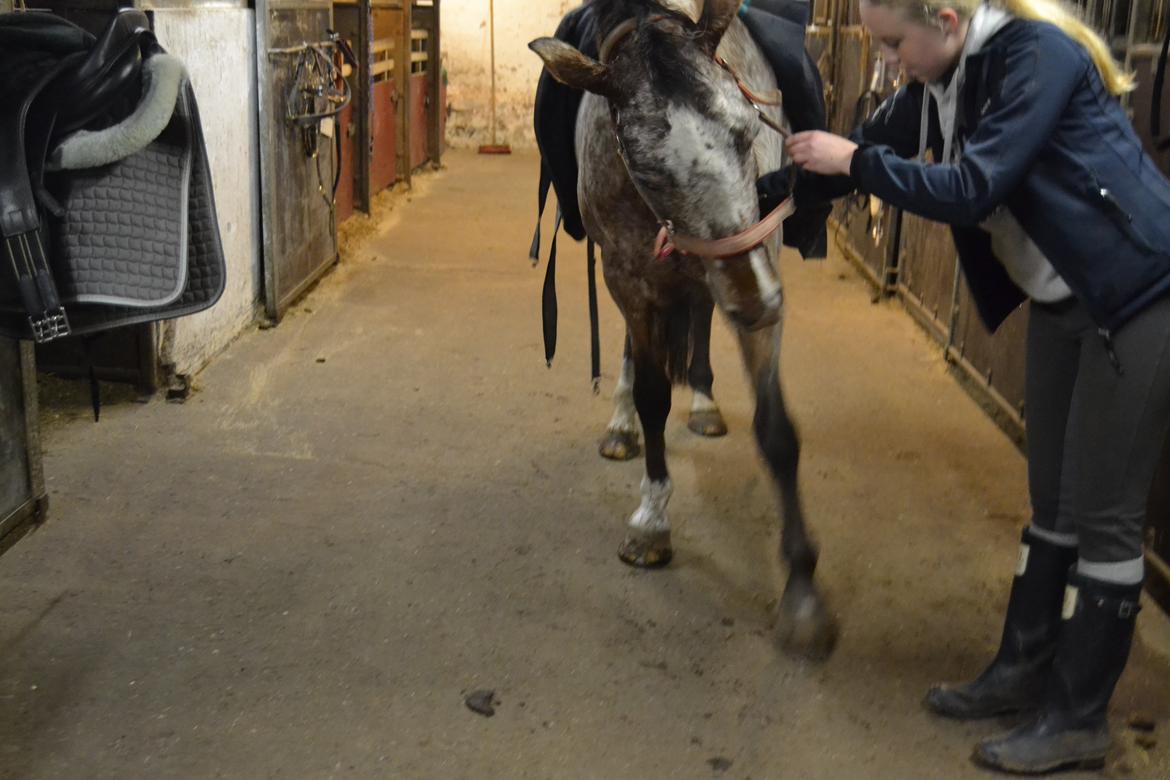 Knabstrupper Nørremarkens Maláco - Vi øver spanske skridt :) billede 9