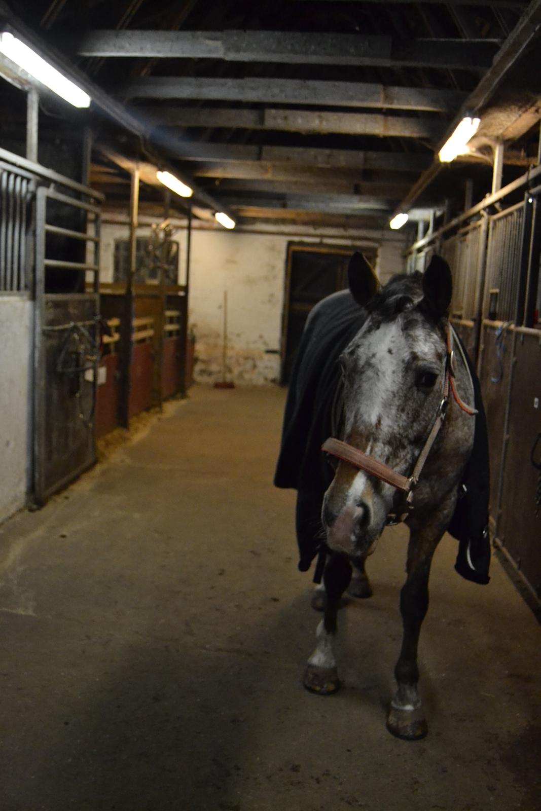 Knabstrupper Nørremarkens Maláco billede 10