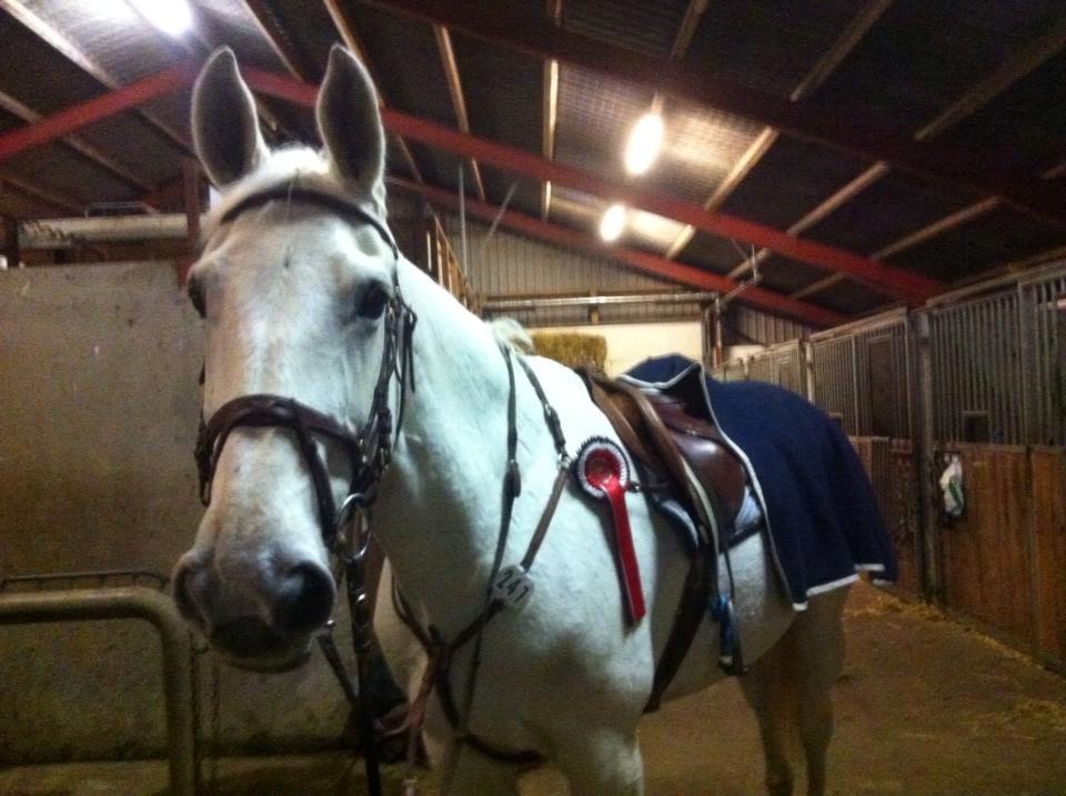 Hollandsk Varmblod TILBURY - 2013
Simply the best,better than all the rest <3 billede 14