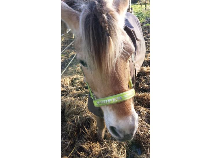 {{currentPhoto.altText}} billede {{currentPhoto.number}}