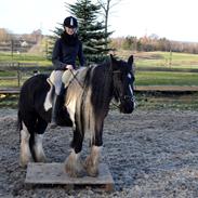 Irish Cob Kiona