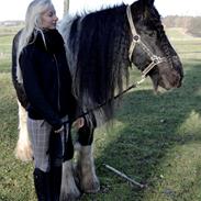 Irish Cob Kiona