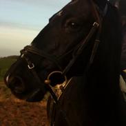 Anden særlig race Miss wendy