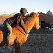 Anden særlig race Sigurd