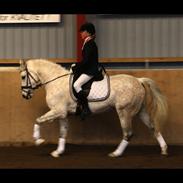 Anden særlig race Isabell. <3