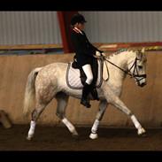 Anden særlig race Isabell. <3