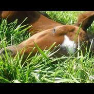 Trakehner Ganda Von Edelstein