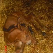 Trakehner Ganda Von Edelstein