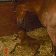 Trakehner Ganda Von Edelstein