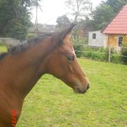 Trakehner Ganda Von Edelstein