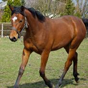 Trakehner Ganda Von Edelstein