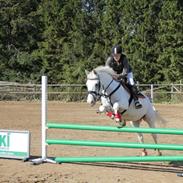 Anden særlig race Esprit