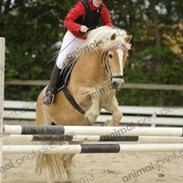 Haflinger Morten