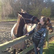 Tysk Sportspony Tiger Woods