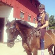 Tysk Sportspony Tiger Woods