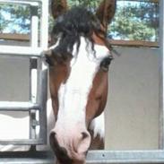 Hollandsk Sportspony Pochahontas <3