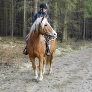 Haflinger Fritte