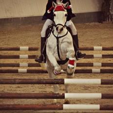 Anden særlig race Shivas Regal