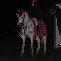 Anden særlig race Shivas Regal