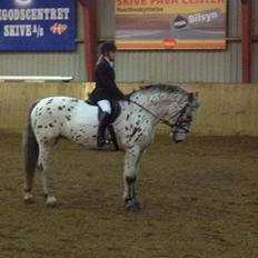 Knabstrupper Nevara Shadow aka. Punto