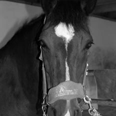 New Forest Elmholts Elina