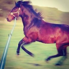 Holstener Magic Johnson (My soulmate)