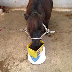 Miniature Lille Samson