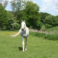 Arabisk fuldblod (OX) Emrod