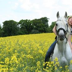 Arabisk fuldblod (OX) Emrod