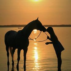 Arabisk fuldblod (OX) Emrod