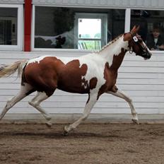 Pinto Højvangs Wild Girl -HPI