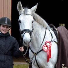 Dansk Varmblod Årup Mølles Lancóme