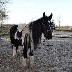 Irish Cob Kiona