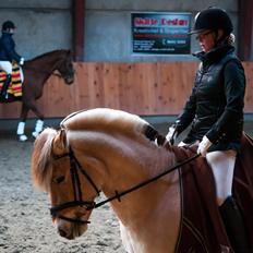 Fjordhest Campari aka. Nullergøjser<3