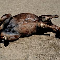 New Forest Indian Princess