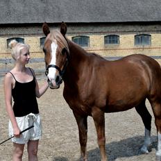 New Forest Indian Princess