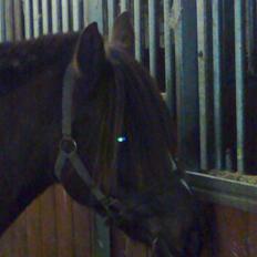 Welsh Pony (sec B) Præstetoftens Für Elise